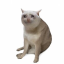 لوگو CASHCAT